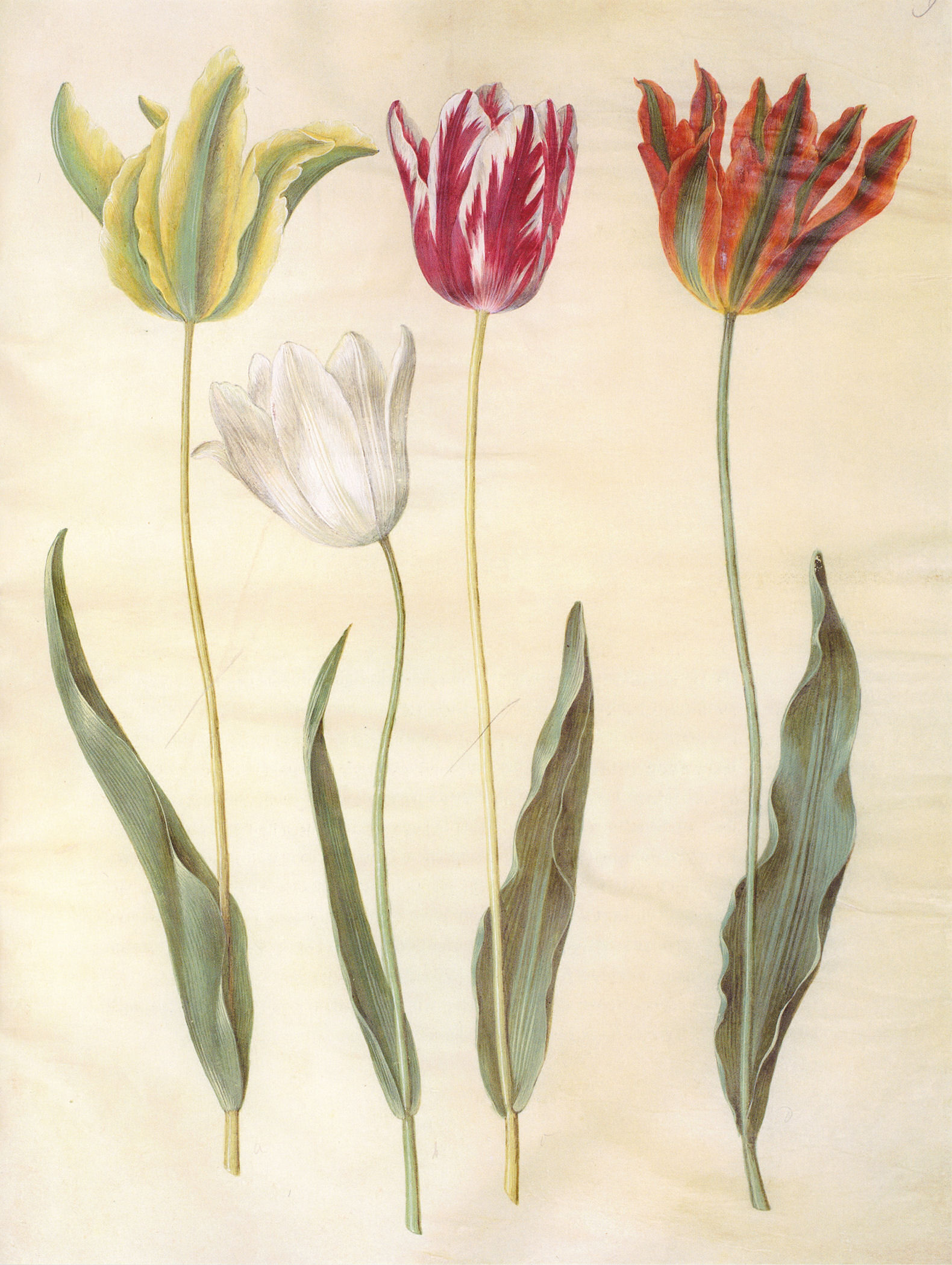 Didier's tulip - Garden tulip
